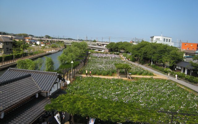 橋の上から見たあやめ園