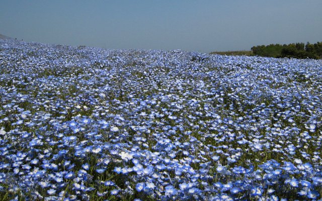 モラフィネの花