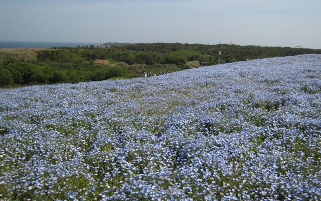 モラフィネの花と太平洋