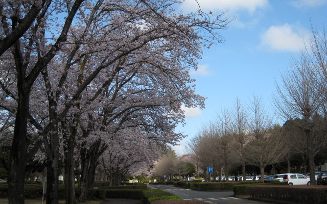 農林さくら通りの桜