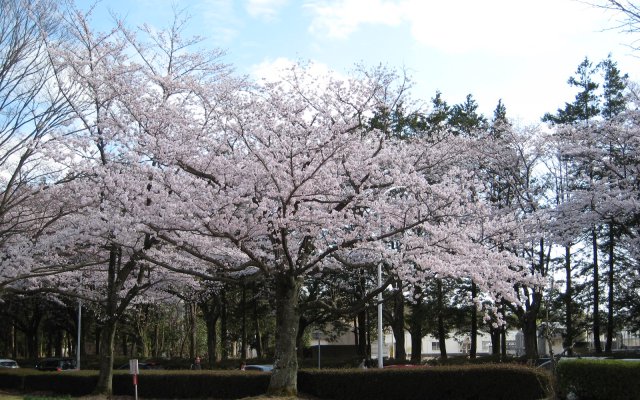 農林さくら通りの桜