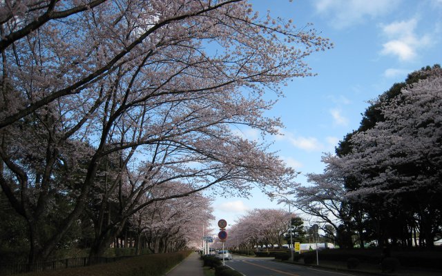 農林さくら通りの桜