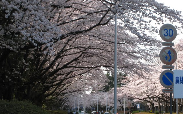 農林さくら通りの桜