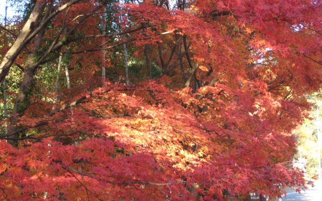 月待の滝の入り口の紅葉