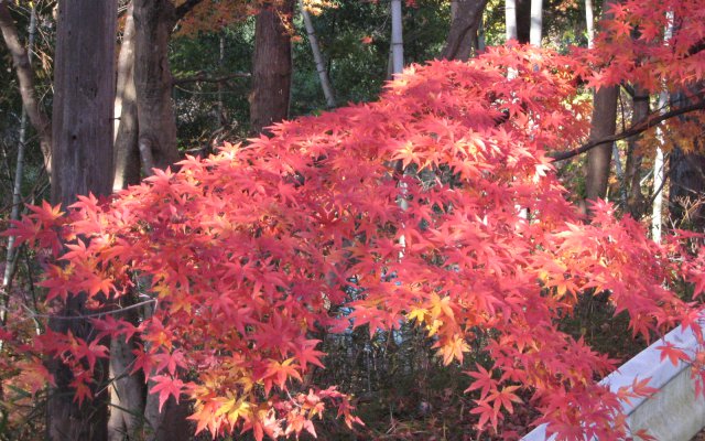 月待の滝の入り口の紅葉