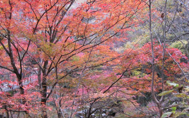 紅葉と汐見滝吊り橋