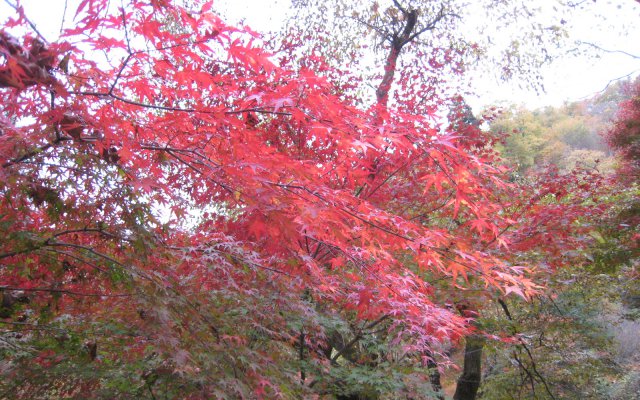 花貫渓谷入り口の紅葉
