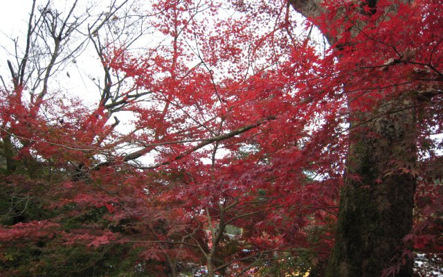 花貫渓谷入り口の紅葉