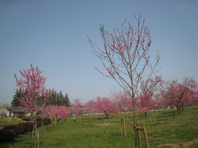 桃の木々