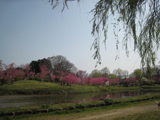 池と桃の木々