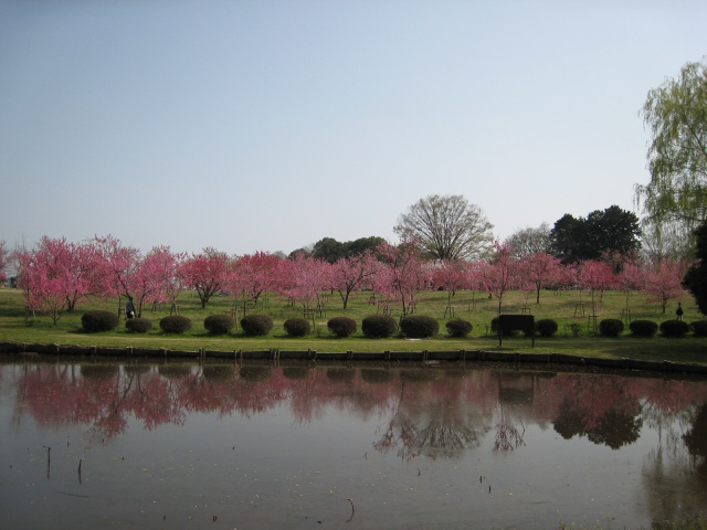 桃の木々と池に映った桃の木々