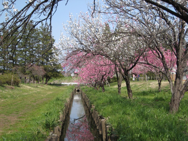 水路と桃の木々