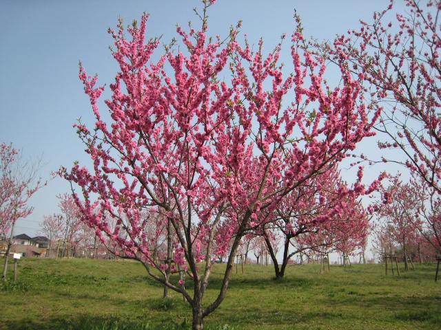 ピンクの桃の木