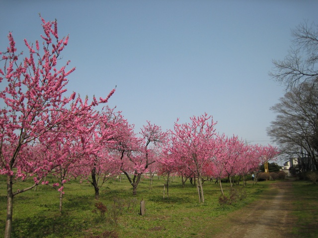 桃の木々