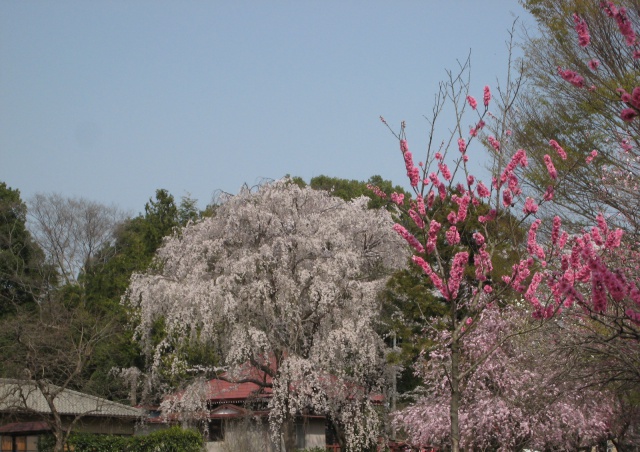 しだれ桜と桃