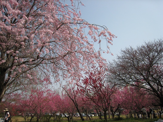 桜と桃