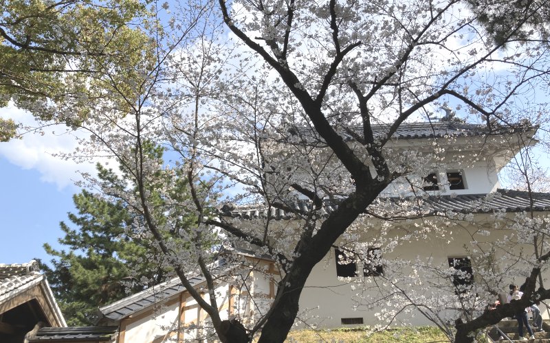 土浦の亀城公園の桜