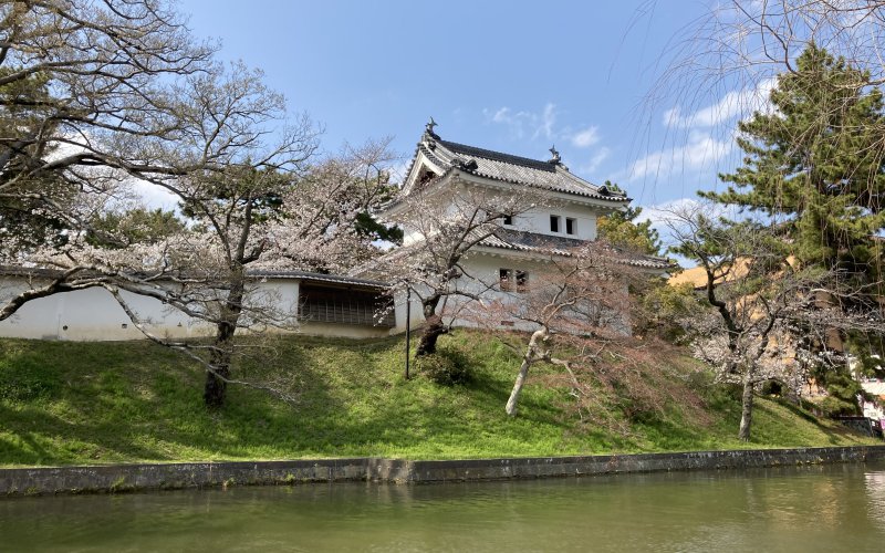 土浦の亀城公園の桜