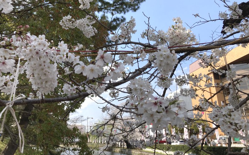 土浦の亀城公園の桜