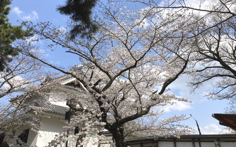 土浦の亀城公園の桜