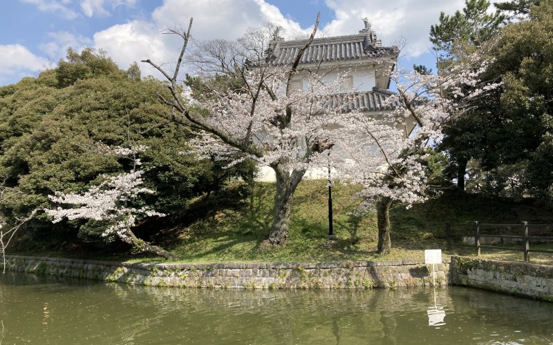 土浦の亀城公園の桜