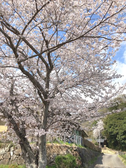 小町の館の桜