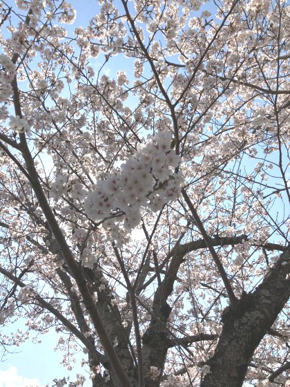 小町の館の桜