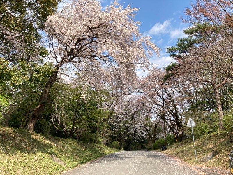竜ヶ峰の桜