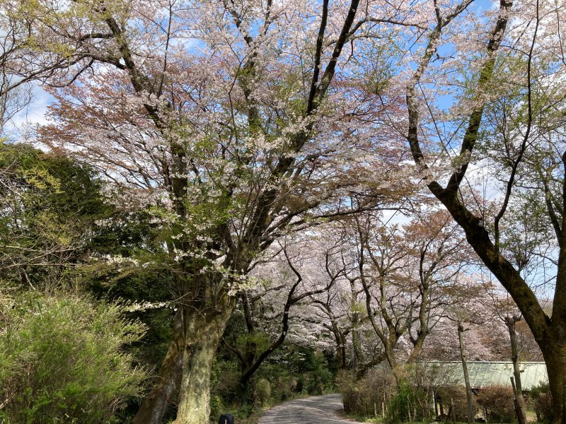 竜ヶ峰の桜