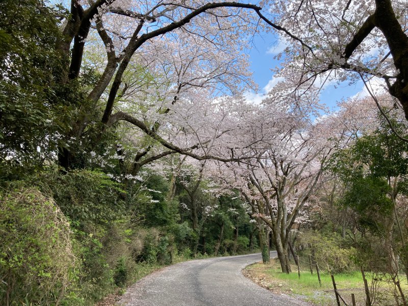 竜ヶ峰の桜
