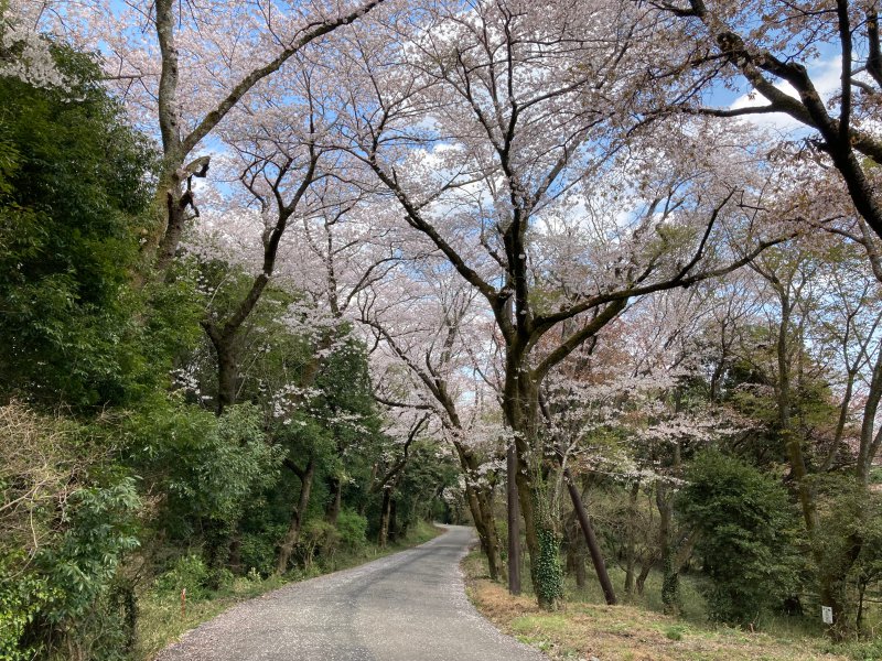 竜ヶ峰の桜