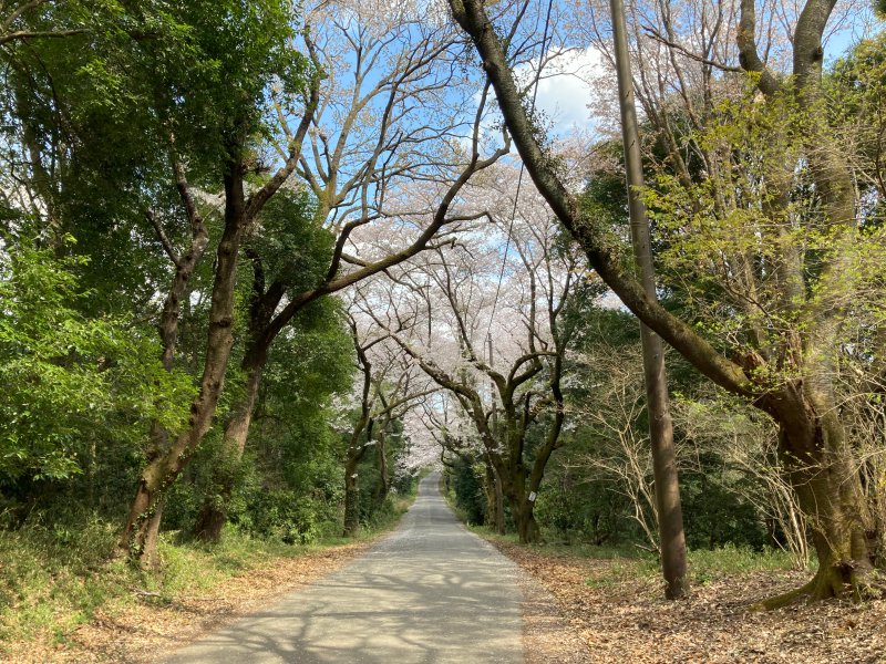 竜ヶ峰の桜