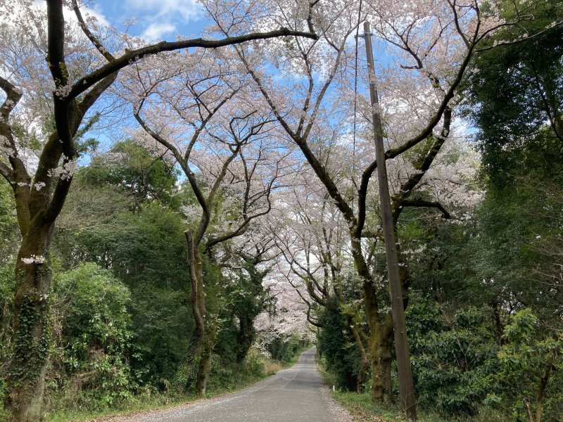 竜ヶ峰の桜