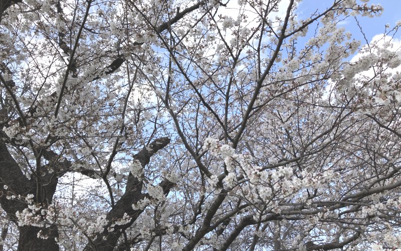 土浦市の桜川河川敷