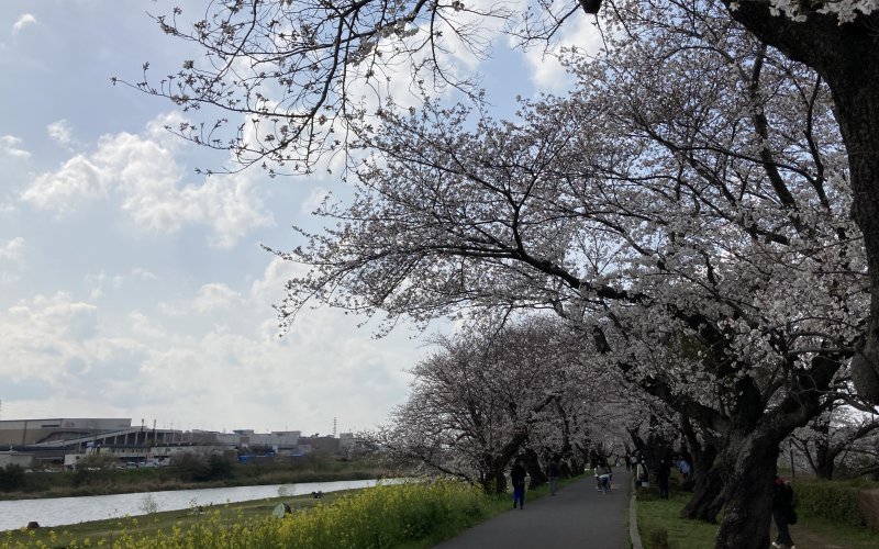 土浦市の桜川河川敷