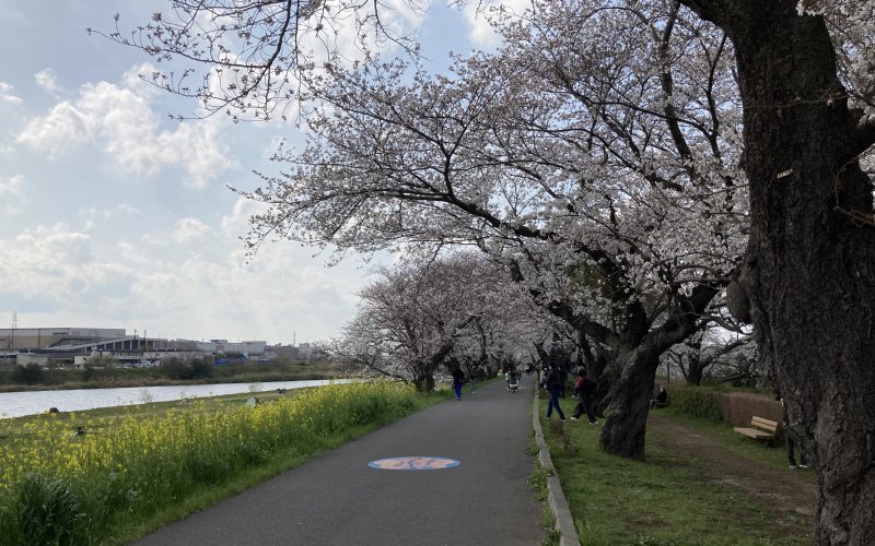 土浦市の桜川河川敷