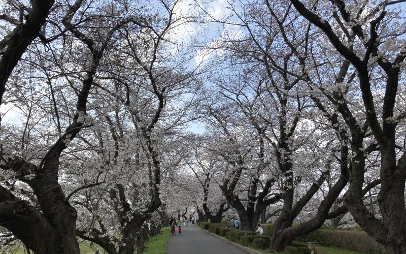 土浦市の桜川河川敷