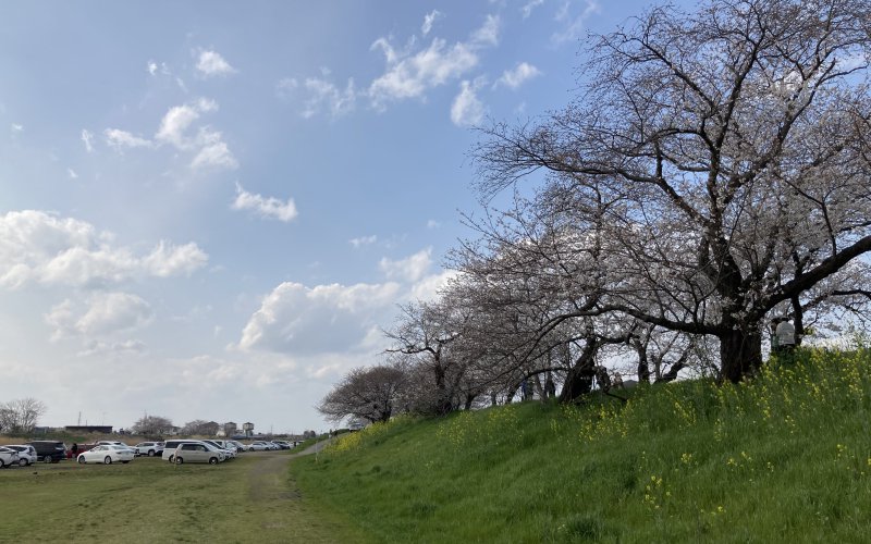 土浦市の桜川河川敷