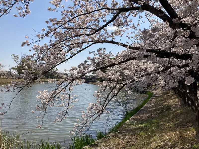 乙戸沼公園の桜